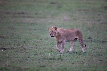 Hunting lion