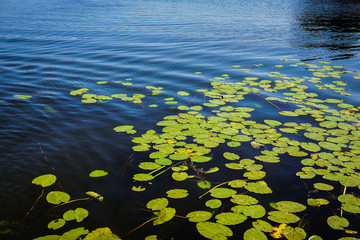 a lot of lily pad leaves in a pond on blue water