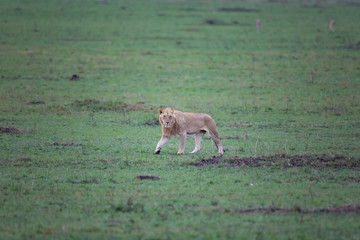 Naklejka na ściany i meble Lion in Masai Mara 