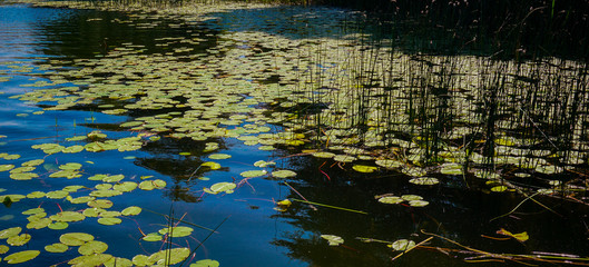 a lot of lily pad leaves in a pond on blue water
