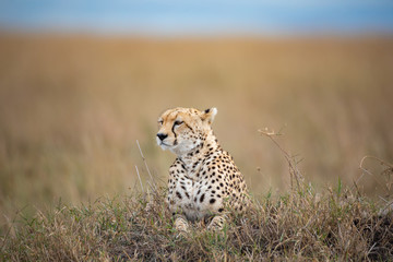 Cheetah in Masai Mara National Park