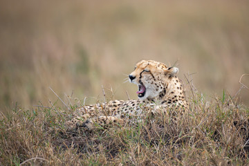 Yawning cheetah