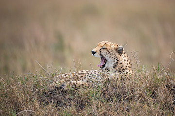 Yawning cheetah