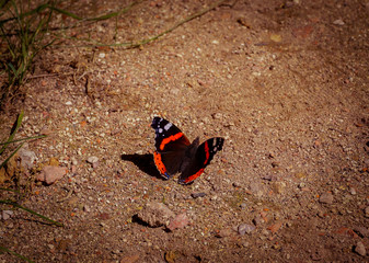 Butterfly red admiral red admirable , called in latin Vanessa atalanta, sits on sandy ground,...