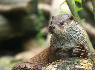 The European Otter - Lutra lutra swimming and hunting in Uhlava River. This animal is dangerous pest for fish farm and aquaculture. Wildlife in National Park Sumava. Czech Republic, Europe.