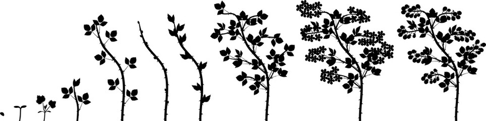 Silhouette of two year life cycle of blackberry plant. Growth stages from seed to shrub with harvest of ripe berries