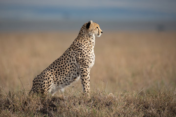Cheetah in Masai Mara National Park