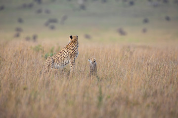 Cute cheetah cub