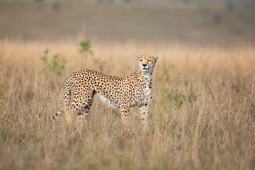 Cheetah in Masai Mara National Park