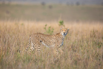 Cheetah in Masai Mara National Park