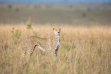 Cheetah in Masai Mara National Park
