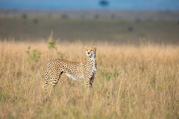Cheetah in Masai Mara National Park