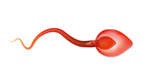 One sperm is human semen. In the white back