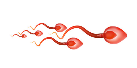 One sperm is human semen. In the white back