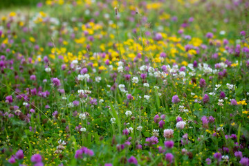 Obraz na płótnie Canvas Meadow filled with summer flowers