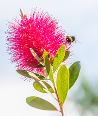 Bumble bee flying near to a red bottle brush plant flower