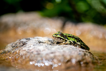 Frosch