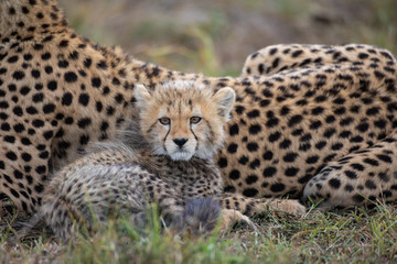 Cute cheetah cub