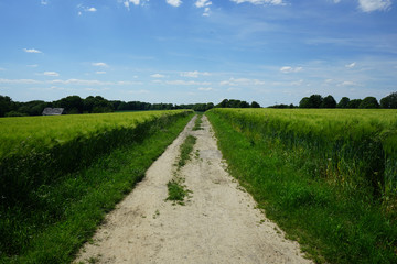 Fototapeta na wymiar Rural landscape with korn fields, path and blue horizon