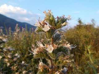 Pale Bugloss echium italicum