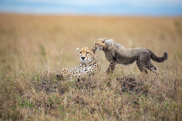 Cute cheetah cub