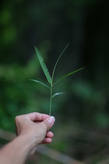 Fototapeta na wymiar plant in hand
