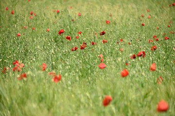 Champ de coquelicots