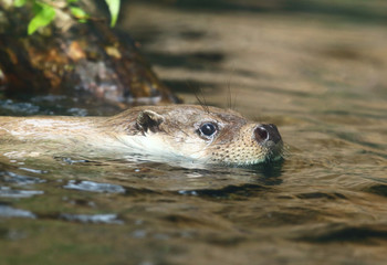 The European Otter - Lutra lutra swimming and hunting in Uhlava River. This animal is dangerous pest for fish farm and aquaculture. Wildlife in National Park Sumava. Czech Republic, Europe.