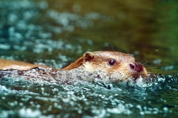 The European Otter - Lutra lutra swimming and hunting in Uhlava River. This animal is dangerous...