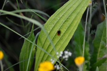 Little bug in the center of a plant's leaf