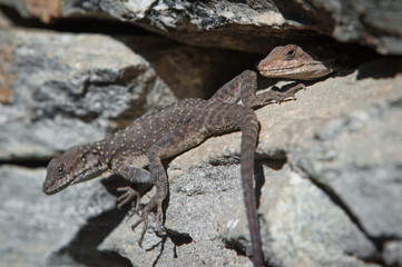 Lizards on stones. Close-up view of a couple lizards in sunny weather. Reptile. Background out of focus. Himalayas