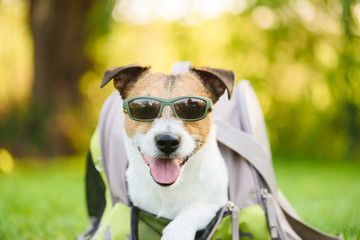 Travel, summer and joy with dog concept - dog wearing sunglasses coming out pet carrier bag