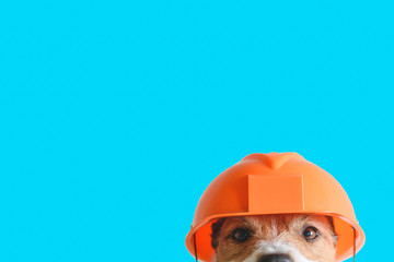 Safety, construction, DIY concept - cute dog in hard hat on color background