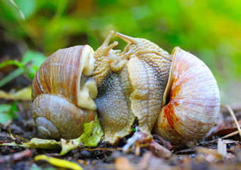 Love making snails couple on garden. Closeup of mating animals. Humorous situation in nature. The Helix Pomatia or  Burgundy Snail is popular French food.