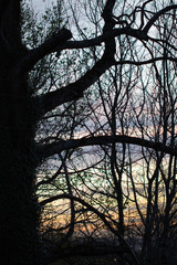 winter bare trees silhouette in colorful sunset sky, creative background