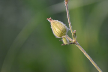 Flower bud in spring with natural light