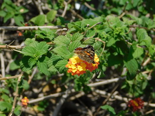A painted lady, or Vanessa cardui butterfly, on lantana camara flowers
