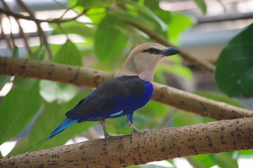 Oiseau tropicale