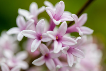 Lilac branch with flowers and buds in the summer garden
