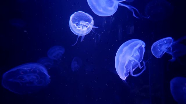 Jellyfish that lie under the deep sea in the light of colorful lights.