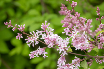 Fototapeta premium Lilac branch with flowers and buds in the summer garden