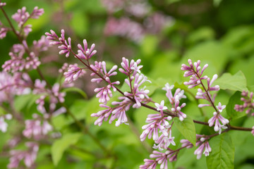 Lilac branch with flowers and buds in the summer garden