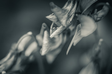 abstract flower design in black and white