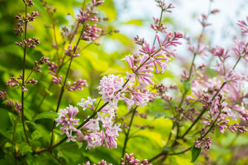 Lilac branch with flowers and buds in the summer garden