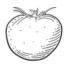 Ripe tomato. Vector concept in doodle and sketch style.