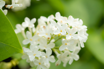 Lilac branch with white flowers in the summer garden