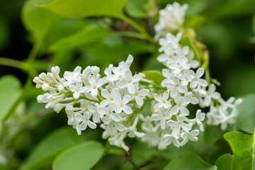 Lilac branch with white flowers in the summer garden