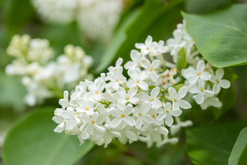 Lilac branch with white flowers in the summer garden