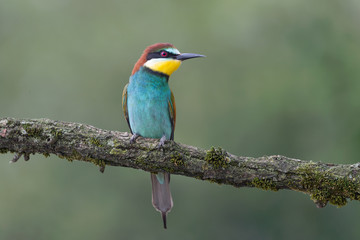 The wonderful bee eater (Merops apiaster)