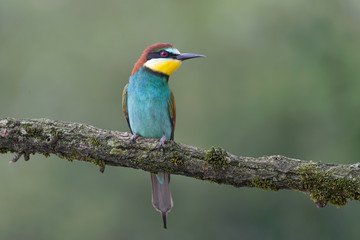 The wonderful bee eater (Merops apiaster)